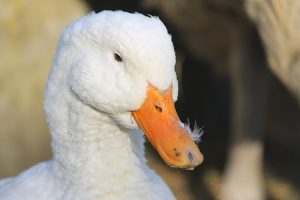 Bedrijf in Hierden voor tweede keer in 2022 geruimd wegens vogelgriep