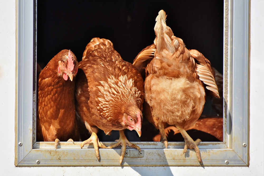 Nieuwe bestuursleden LTO/NOP vakgroep Pluimveehouderij