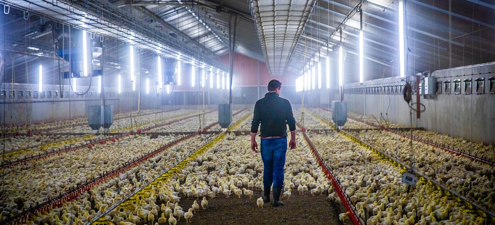 Databoer Bart Janssen heeft negentig procent minder voetzoollaesies