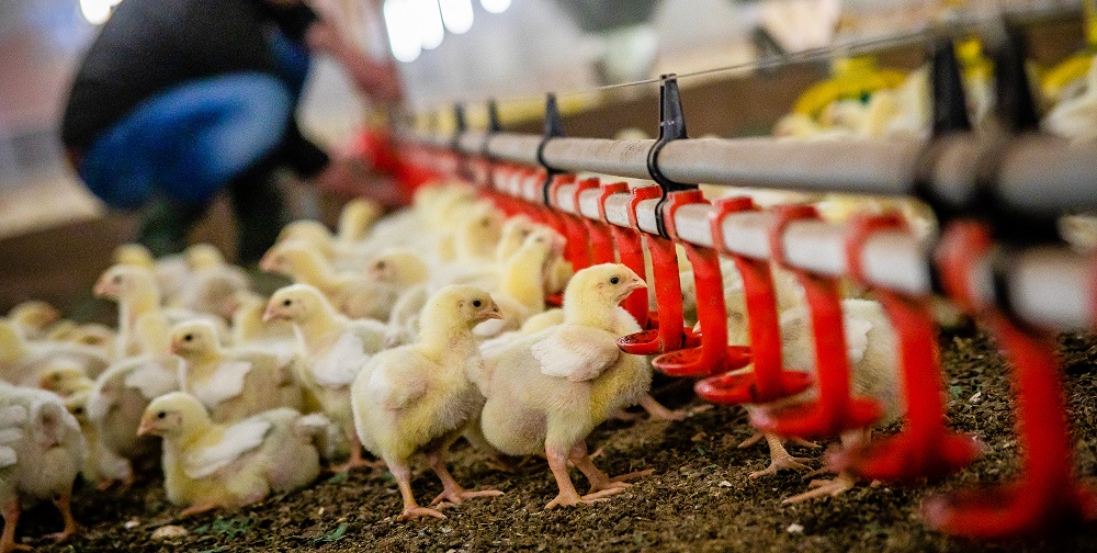 Databoer Bart Janssen heeft negentig procent minder voetzoollaesies