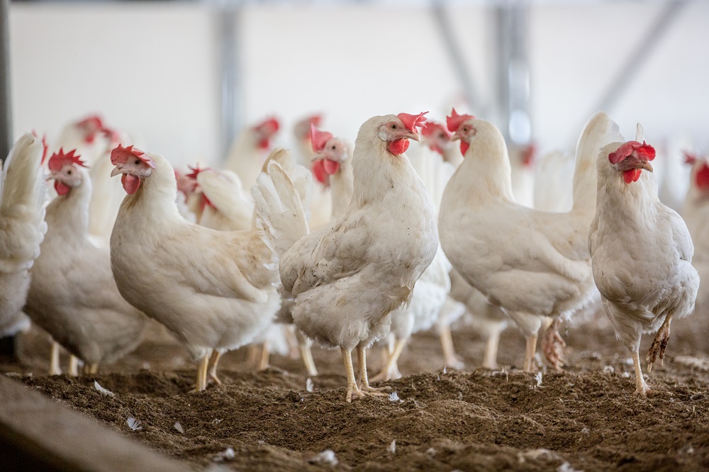 Bestrijding vogelmijt: ken uw tegenstander