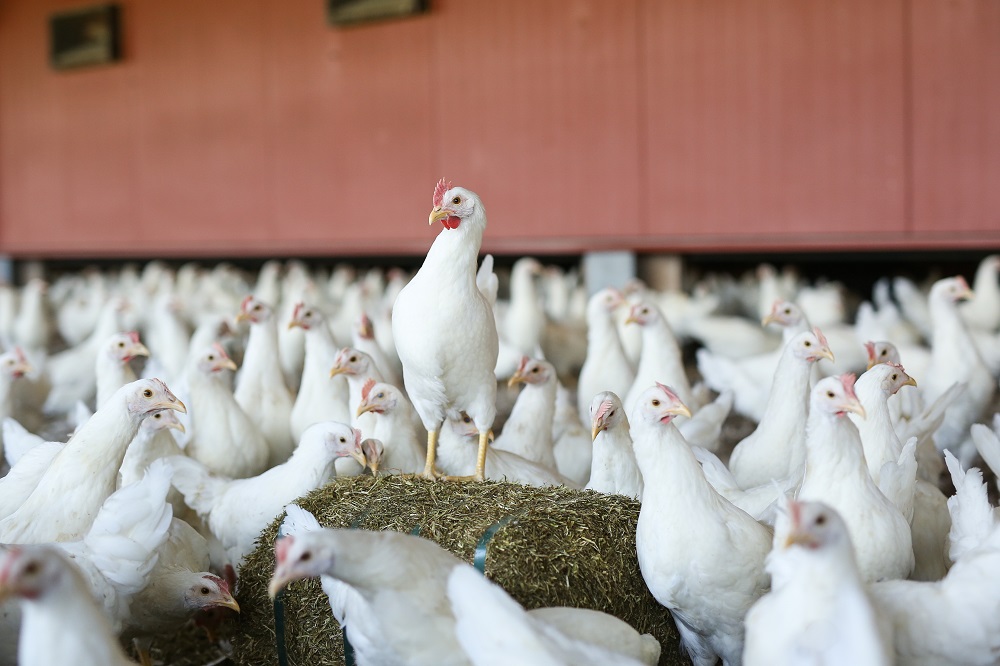 Transitiemanagement: investeer in groei en ontwikkeling tijdens de opfok