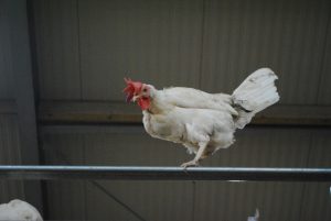 Vogelgriep vastgesteld op legpluimveebedrijf in Dalfsen