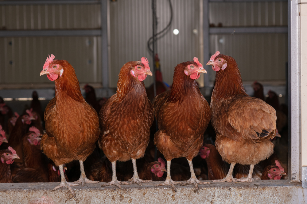 Vogelgriep vastgesteld op pluimveebedrijf in Schore