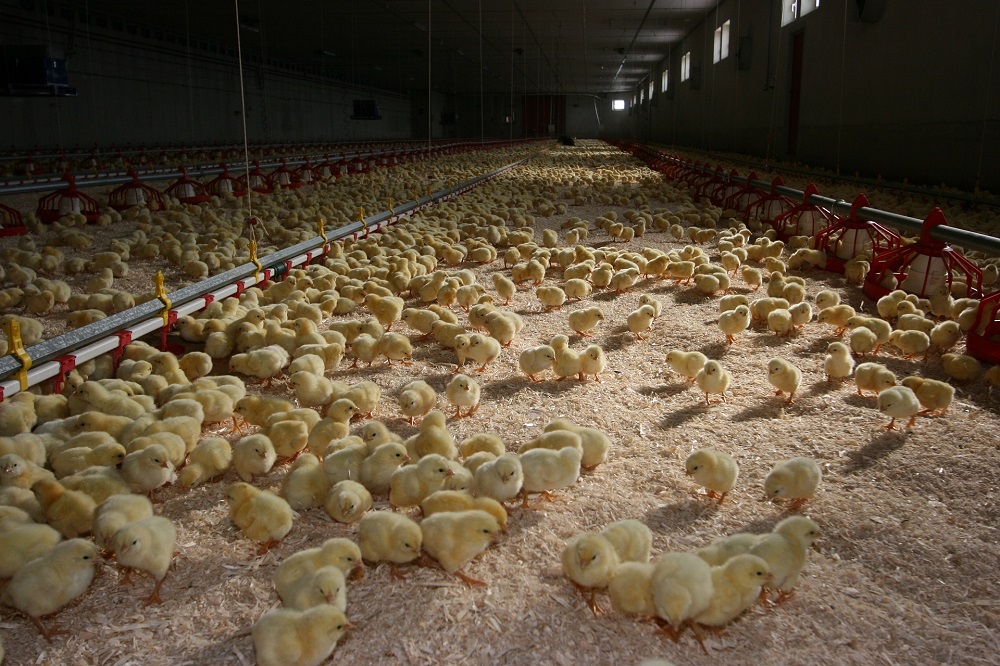 Vogelgriep vastgesteld in Nieuw-Weerdinge, ruim 200.000 kuikens geruimd