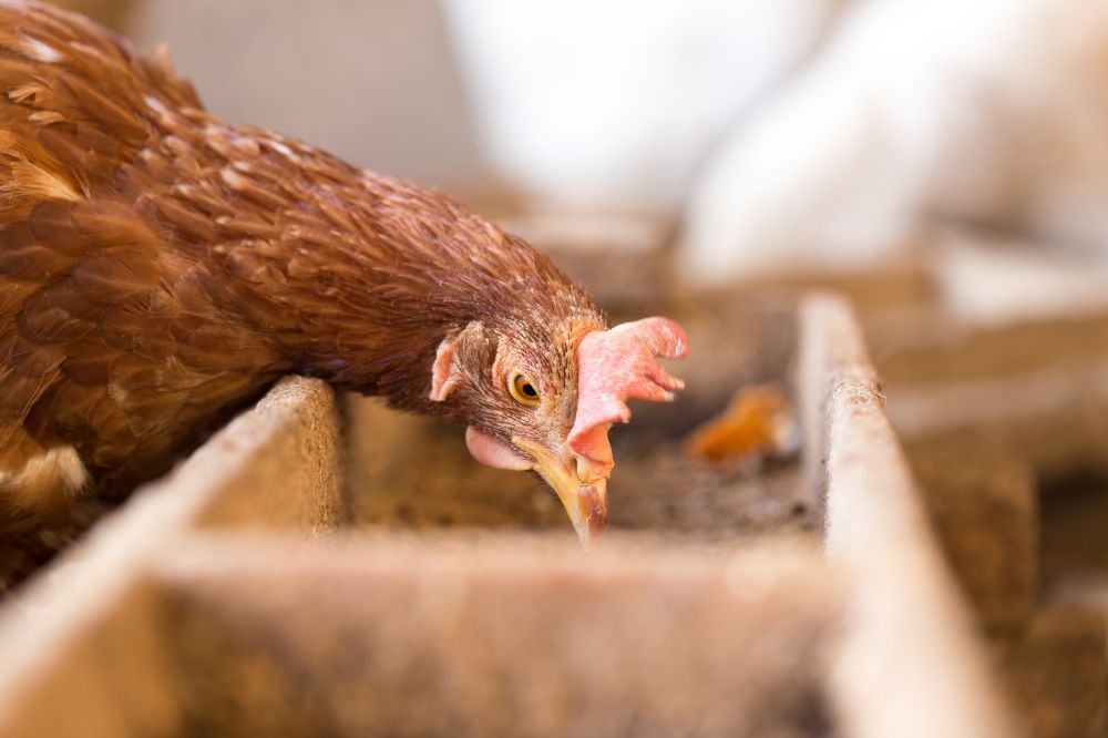 Vogelgriep vastgesteld in Wieringerwerf (NH)