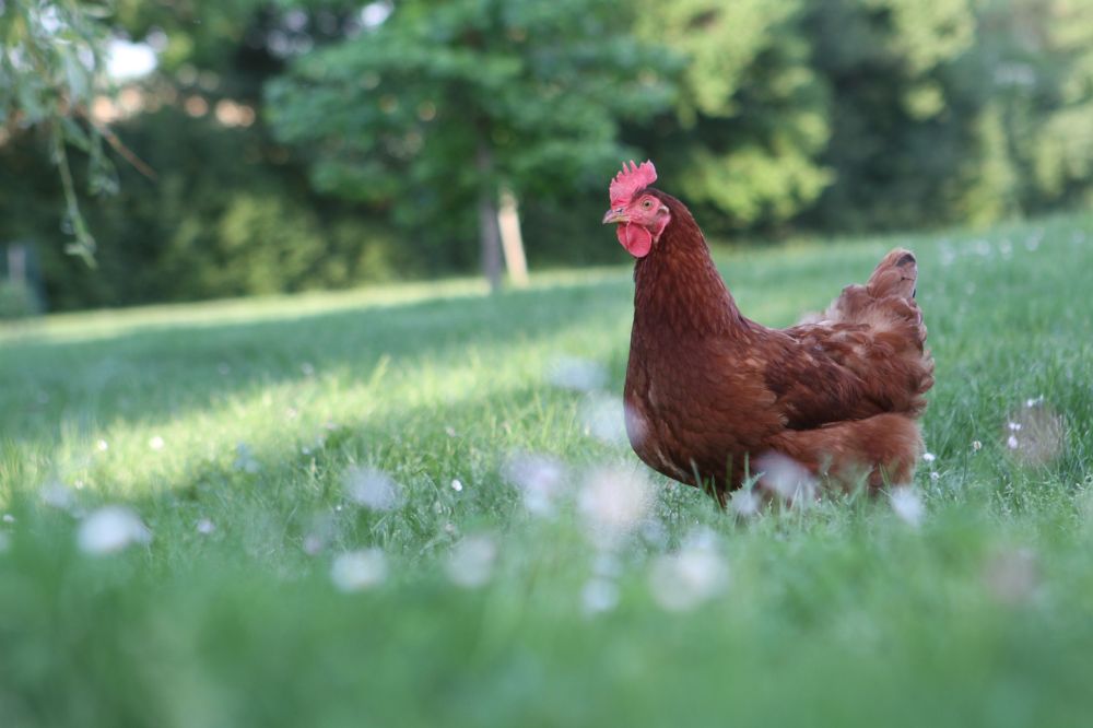 Beter boeren geeft impuls aan milieu, boer en dier