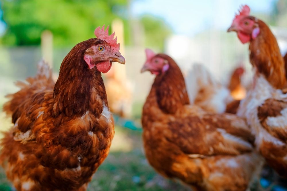 Vogelgriep vastgesteld in Geesteren