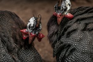 Vogelgriep vastgesteld in Zuid-Scharwoude (NH)