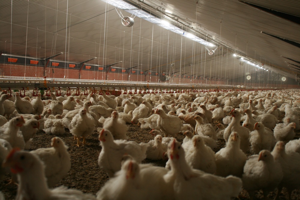 Jumbo volledig omgeschakeld naar 1 ster Beter Leven kip