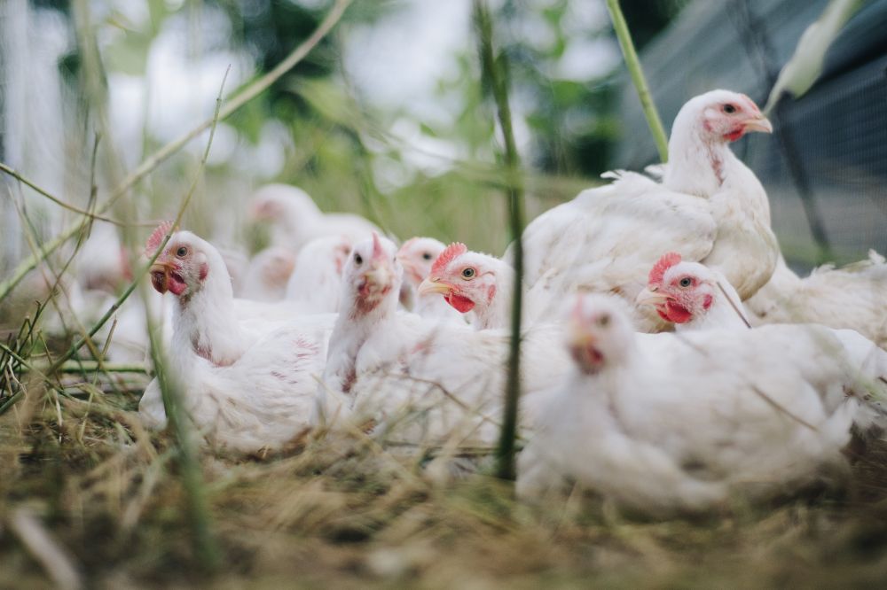 Mogelijk meer ammoniakuitstoot bij BLK1ster kip