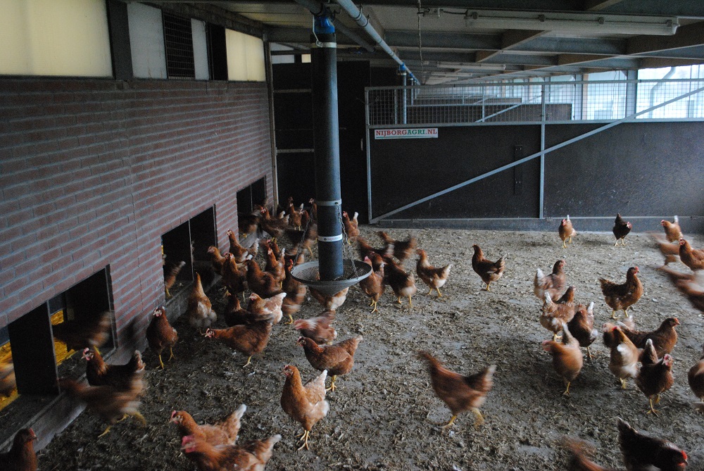 Vogelgriep: landelijke ophok- en afschermplicht van kracht