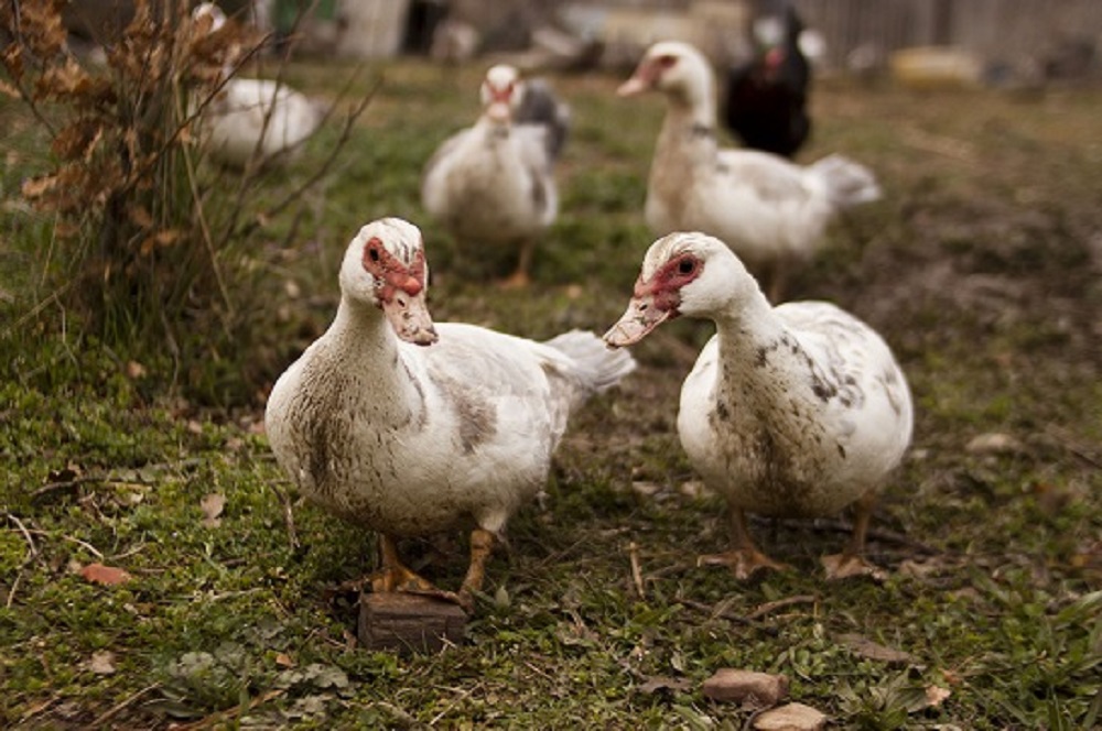 Wat te doen met dode vogels op je erf?