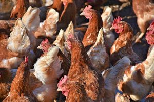 Verkoop van antibiotica voor dieren in Europa bijna gehalveerd in afgelopen tien jaar