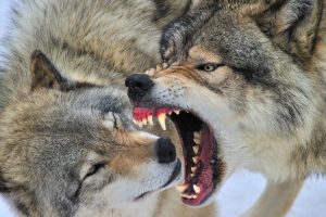 LTO Noord organiseert safari langs slachtoffers wolf