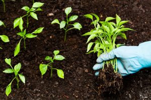 Nederland loopt achter met groei biologische landbouw