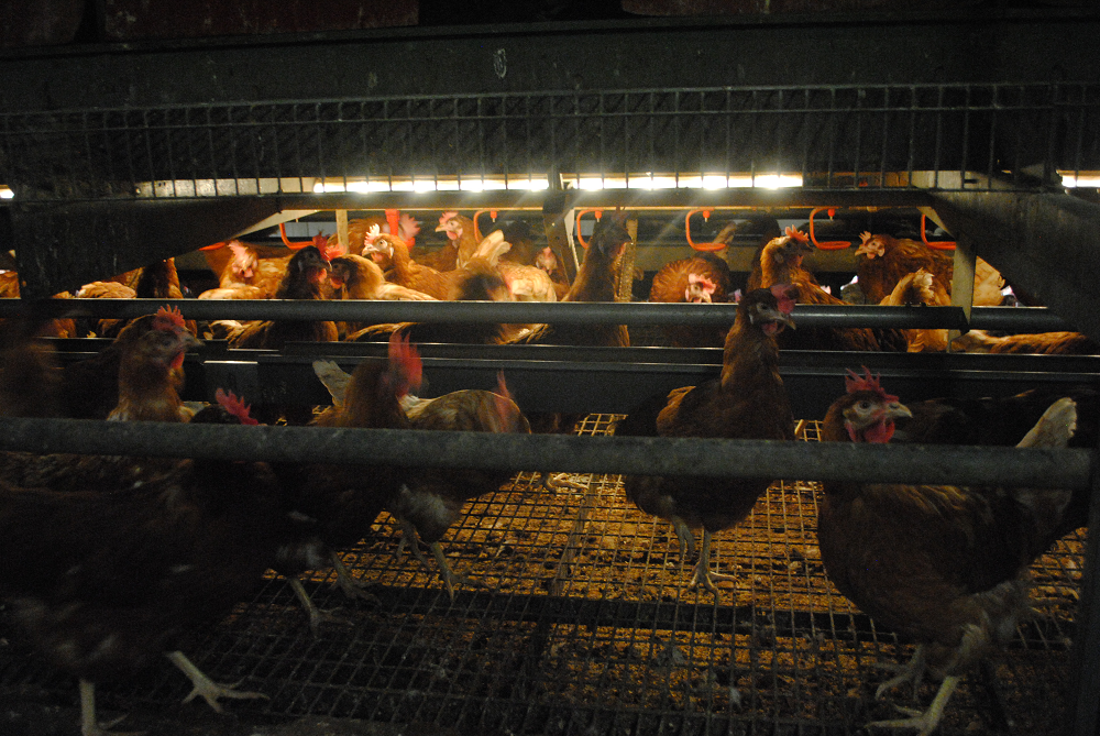 Vogelgriep vastgesteld in Stolwijk