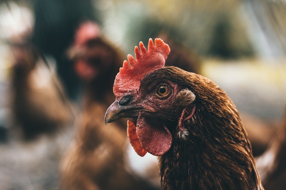 Er wordt hard gewerkt aan vaccinatie tegen vogelgriep