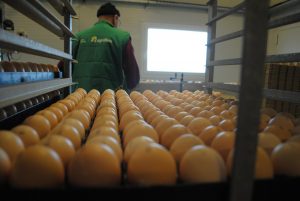 Cao Groothandel in Eieren, Eiproducten en Eierproducenten bereikt akkoord