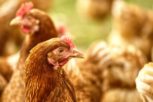 Waarom vaccinaties vogelgriep in pluimvee niet onder controle krijgen