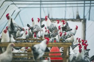 DE BOEREN BLIK VOORUIT