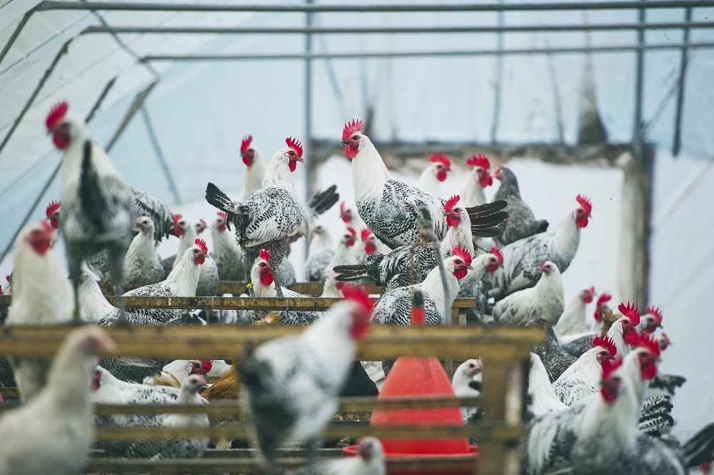 DE BOEREN BLIK VOORUIT