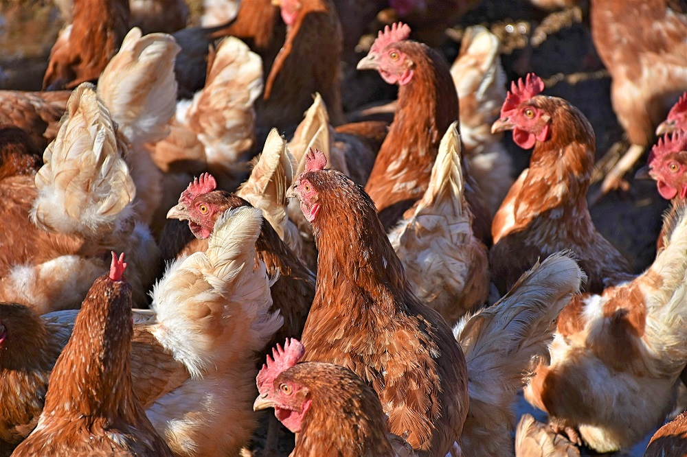 Vogelgriep vastgesteld in Abbega