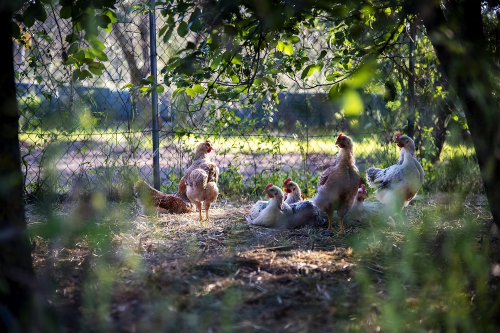 Vogelgriep vastgesteld bij hobbykippen in Rozenburg