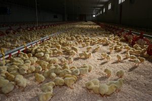 Stikstof en fosfaat in dierlijke mest lager dan nieuw stikstofplafond