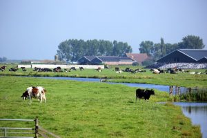 Uitspraak Raad van State biedt kansen voor beter stikstofbeleid