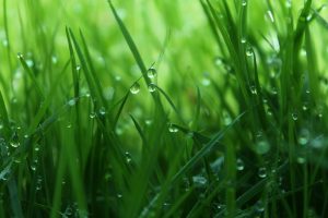 Grassa en Dr.FERM bundelen krachten voor meer voedingswaarde uit gras
