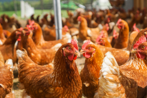 Pluimveehouderij heeft een sterk jaar voor de boeg, met de nodige uitdagingen