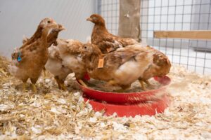 Veldproef volgende stap in strijd tegen vogelgriepvirus