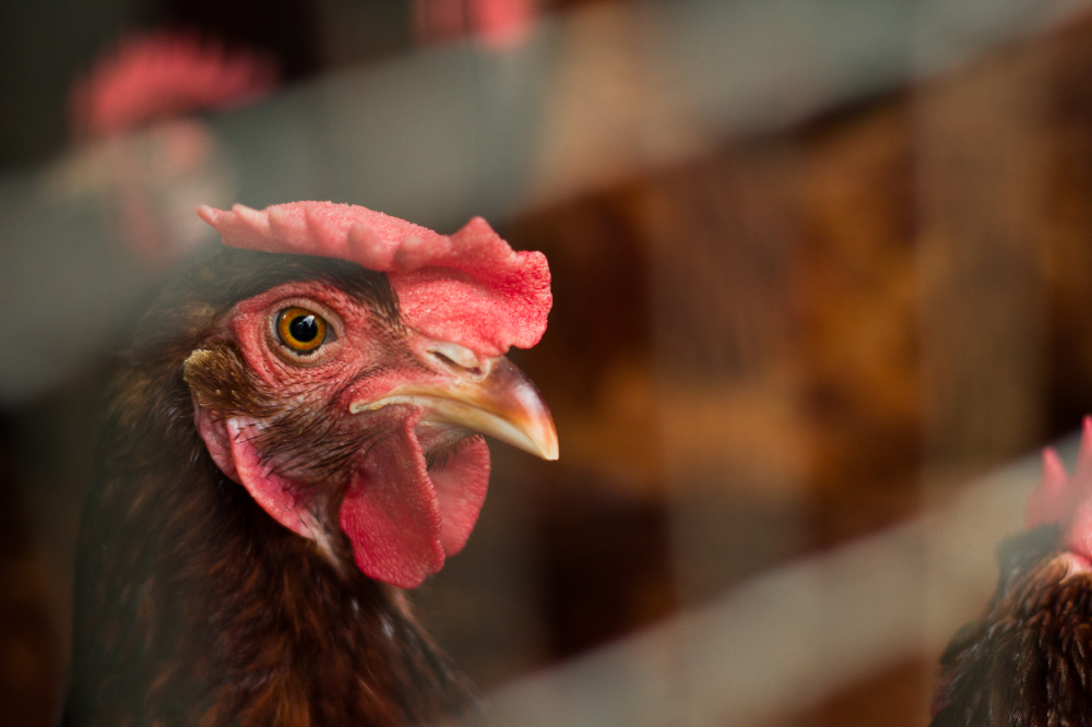 Vogelgriep verspreidt zich niet via de lucht