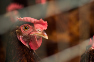Gebiedskaarten WUR brengen besmettingsrisico vogelgriep in beeld