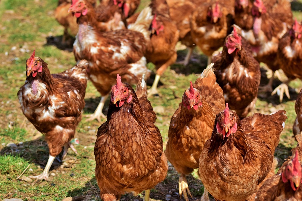 In september vaccinatieproef tegen vogelgriep in Nederland