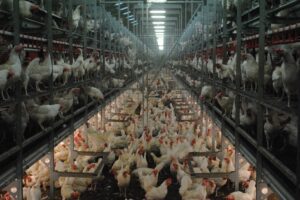 Nederlandse pluimveesector weet antibioticagebruik nog verder te reduceren