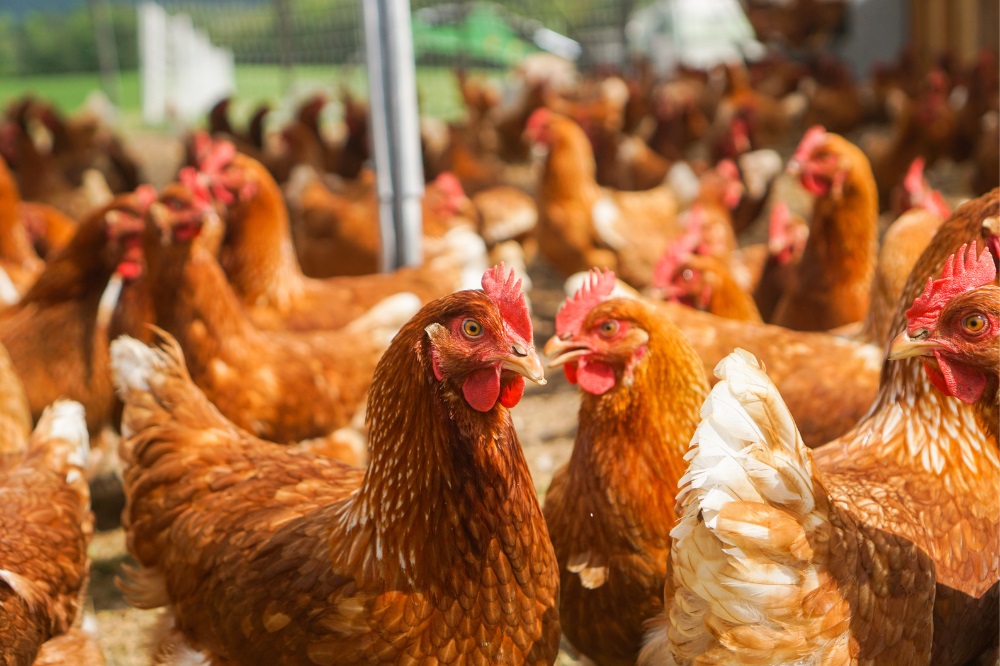 Vogelgriep bij kippen op bedrijf met uitloop.