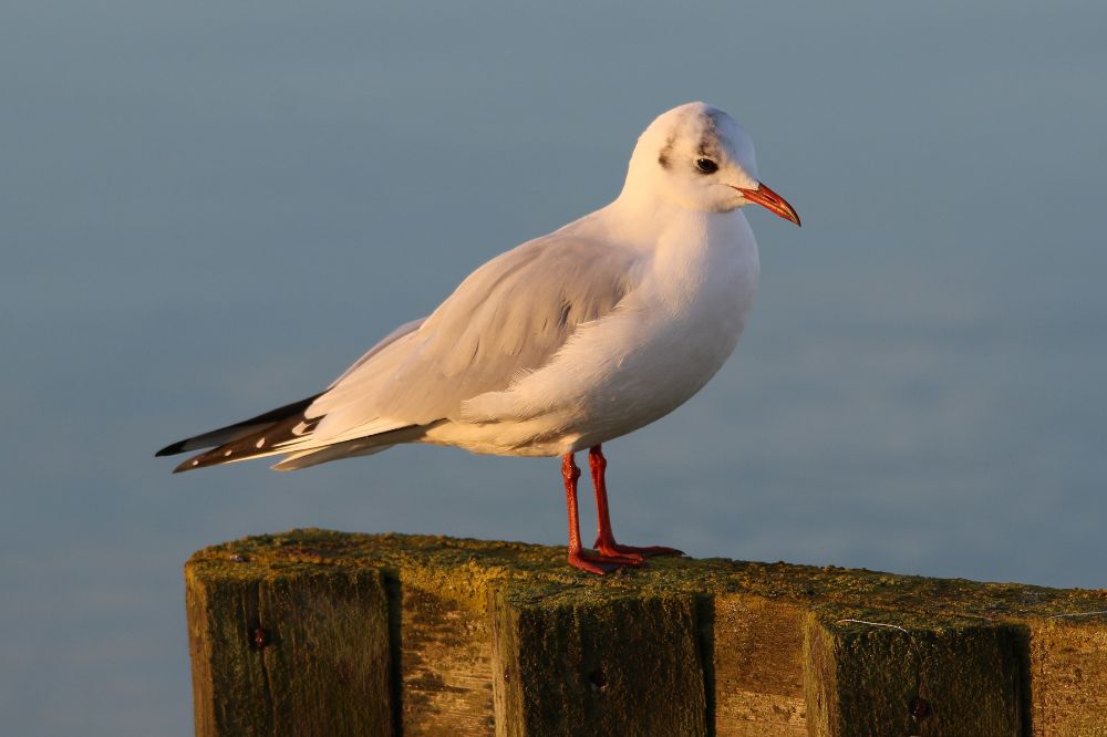 Vogelgriepvirus komt nog veel voor bij kokmeeuwen