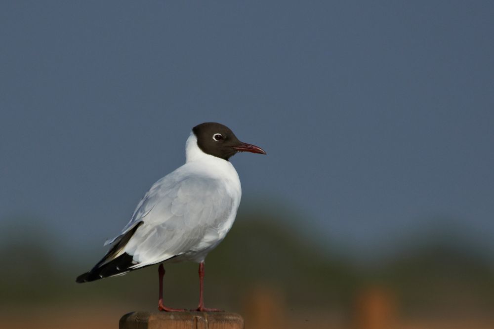 Ondanks voortdurende aanwezigheid vogelgriep nog geen grote uitbraken in 2024