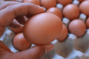 Consumentenprijs eieren gestabiliseerd