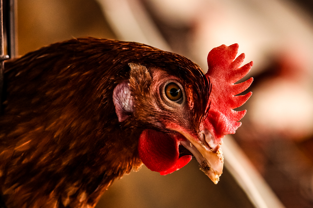 België is officieel vrij van vogelgriep