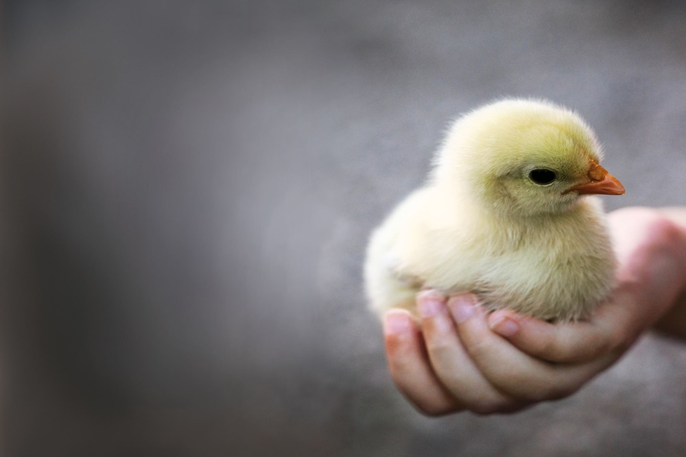 Om uw dieren succesvol met drinkwatermedicatie te behandelen, is het belangrijk om veel aandacht te besteden aan de waterkwaliteit, het drinkwatersysteem en de gebruikte producten. Wanneer één van deze factoren niet van correcte is, wordt de kans op slagen van de therapie kleiner. In dit artikel leest u welke de meest voorkomende problemen zijn omtrent drinkwatermedicatie en wat u er aan kan doen.