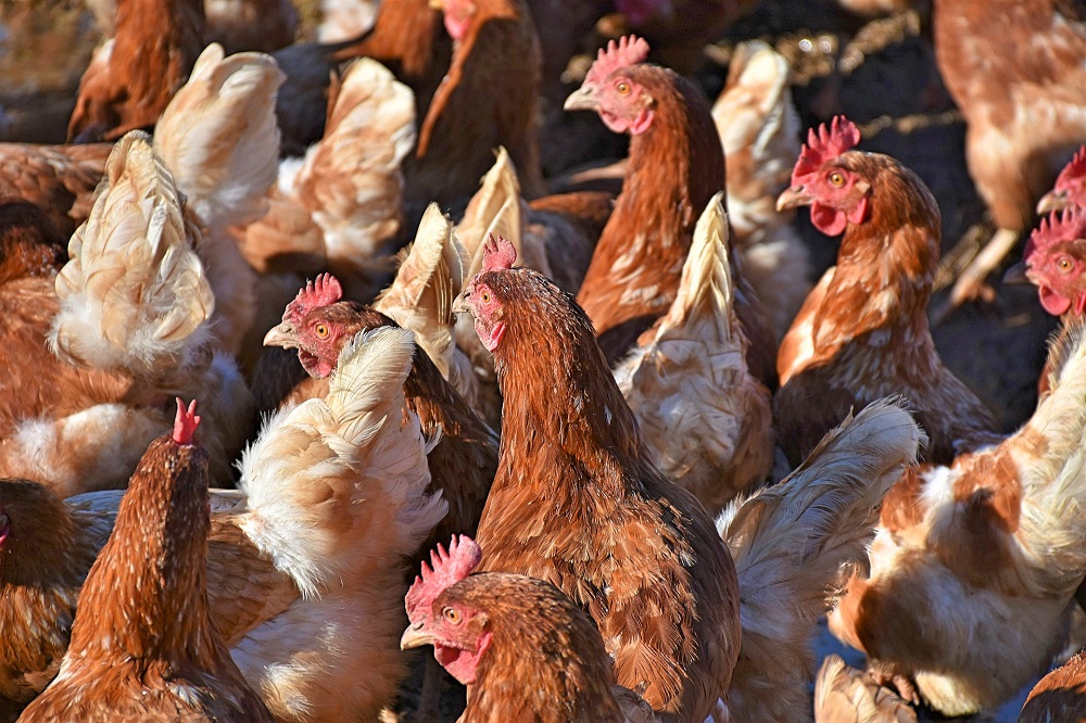 Hoogpathogene H5N1-virus in wilde vogels