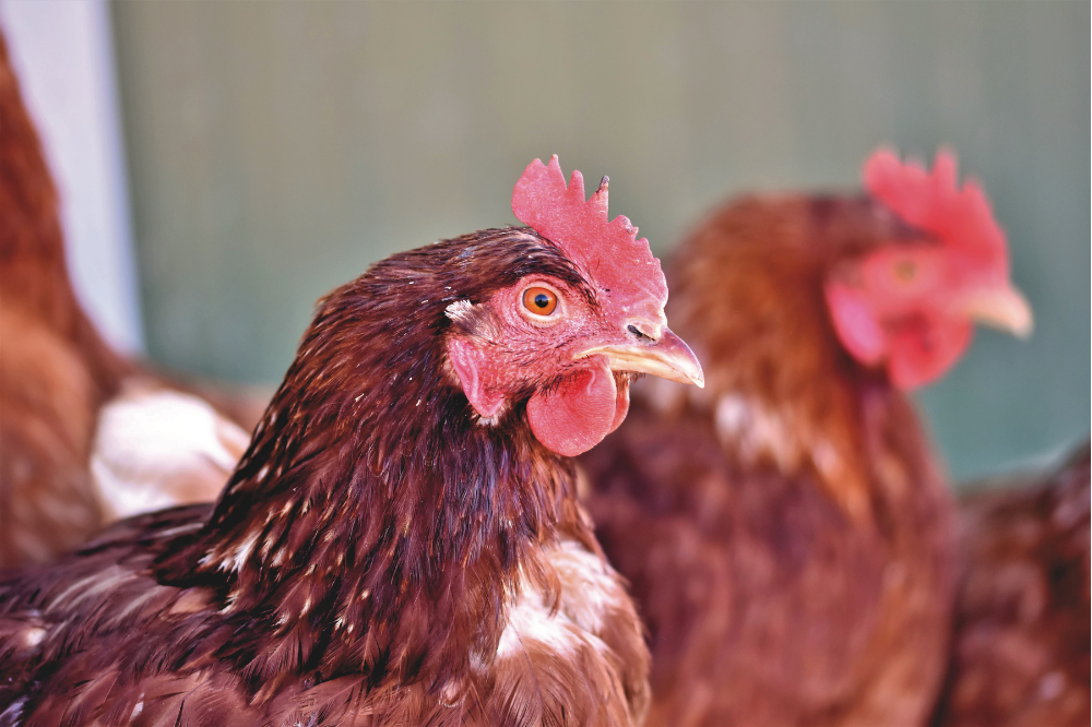 Vogelgriep (HPAI) nu ook in Zweden: extra R&O vervoermiddelen verplicht