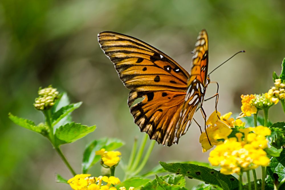 Recordaantal vlinders geteld op boerenland