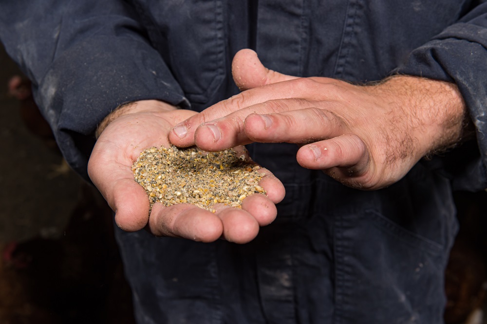 Agruniek Rijnvallei heel tevreden over gebruik dierlijke producten in pluimveevoer