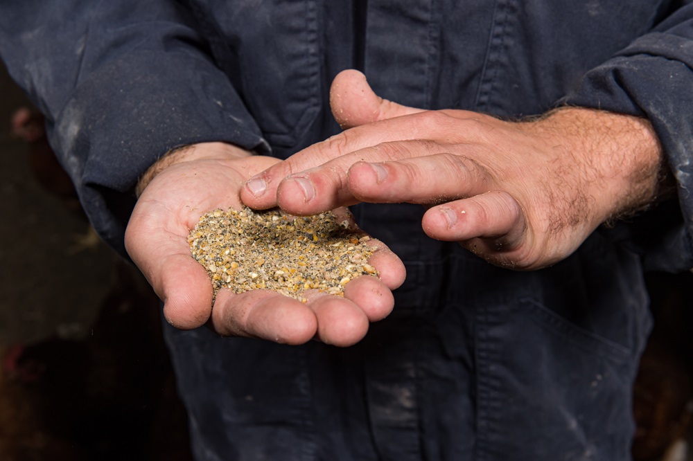 Agruniek Rijnvallei heel tevreden over gebruik dierlijke producten in pluimveevoer