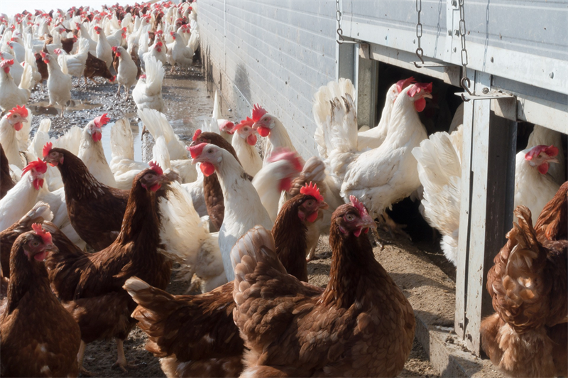 Vogelgriep (HPAI) nu ook in Kroatië: extra R&O vervoermiddelen verplicht