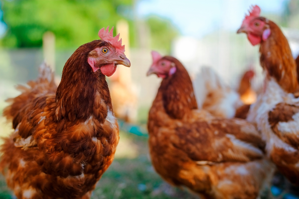 “Agroforesty bevordert welzijn pluimvee”